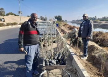 مدينة الطود تبدأ في زراعة ٢٨٥٩شجرة مثمرة ضمن المبادرة الرئاسية