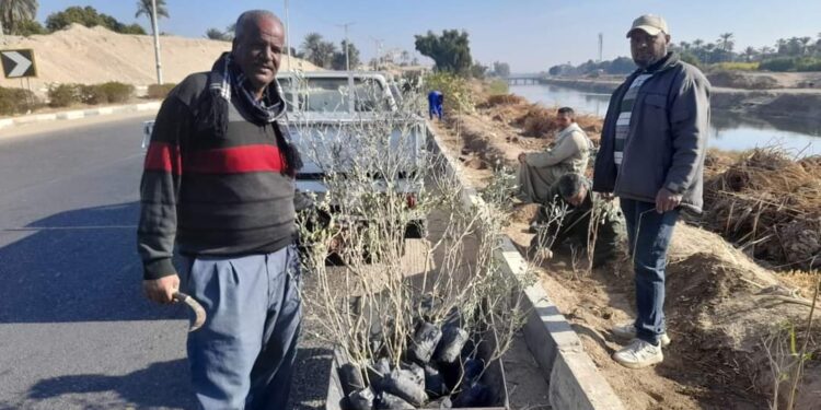 مدينة الطود تبدأ في زراعة ٢٨٥٩شجرة مثمرة ضمن المبادرة الرئاسية