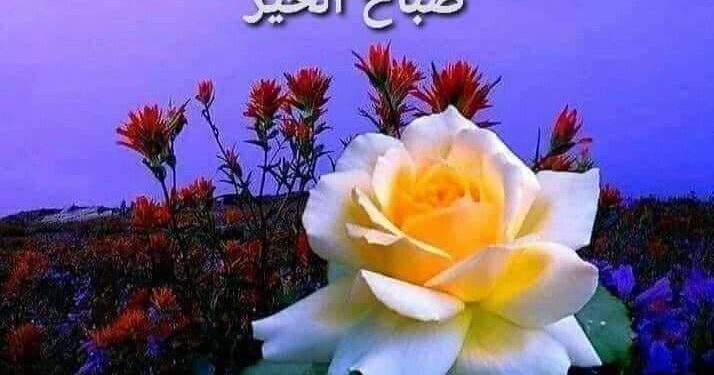 كم أشتهي أن أضمّك …