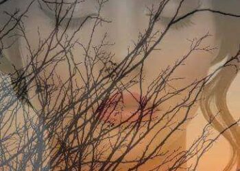 الشاعرة مرفت محمد تكتب … وشوشت الصدف