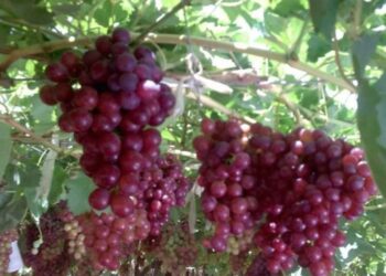 عناقيد الهوي