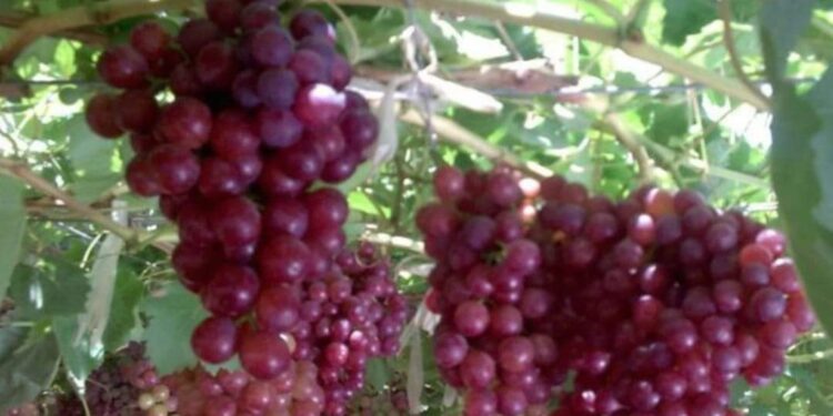 عناقيد الهوي