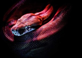 اكتشاف ثعبان “ليوناردو دي كابريو” في إحدى غابات بنما