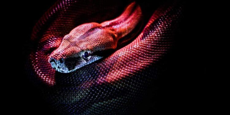 اكتشاف ثعبان “ليوناردو دي كابريو” في إحدى غابات بنما