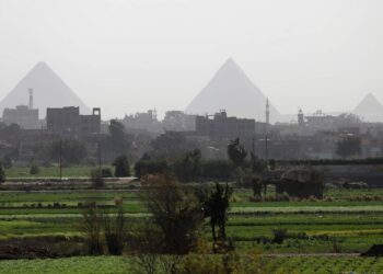 مزارع مصرية لتربية العجول والأبقار في تشاد