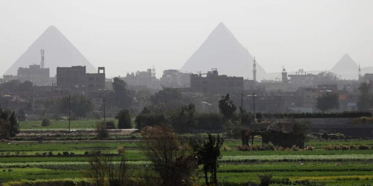 مزارع مصرية لتربية العجول والأبقار في تشاد