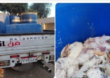 بيطرى الأقصر يتمكن من ضبط سيارة تحمل 500 فرخة نافقة داخل براميل …