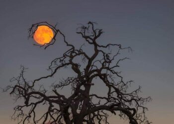 شمس وقمر (البسيط)