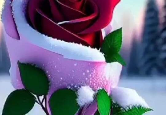 على أوتار الحلم …