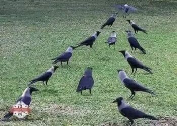 مملكة عدل الغربان …