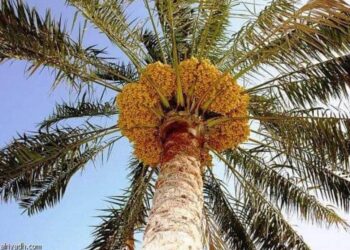 وقفت النٌخله ما طاحت …