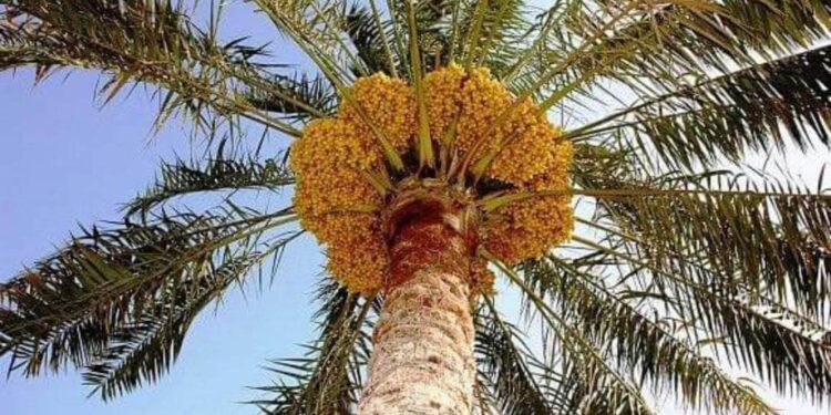 وقفت النٌخله ما طاحت …