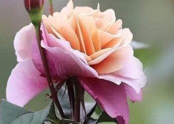 أين الربيع …