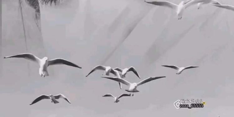 عمري العزيز كليته…