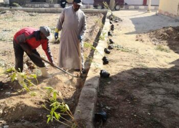 إستمرار حملات التشجير بأسوان