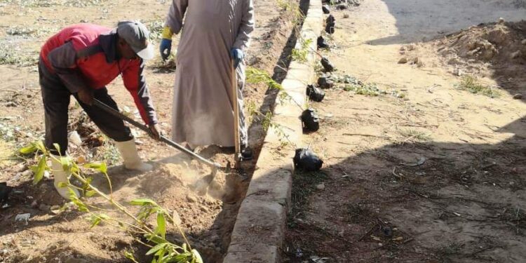 إستمرار حملات التشجير بأسوان