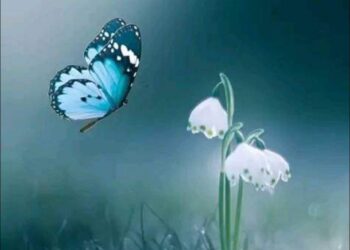 أقـــدار …