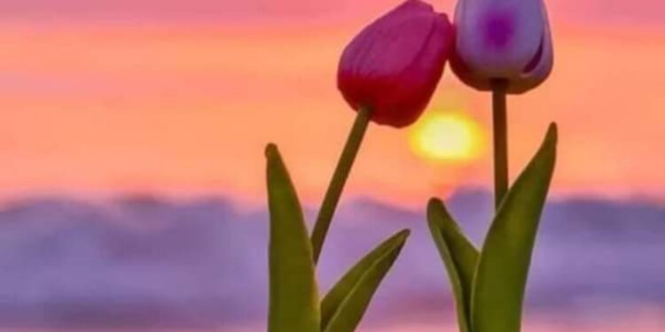 أزهــــــار الــــرمـــــاد …