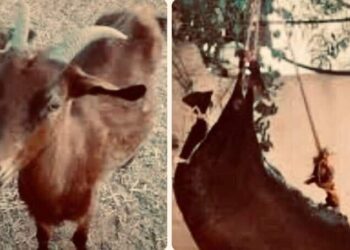 عنز عمّتي روحيّة…