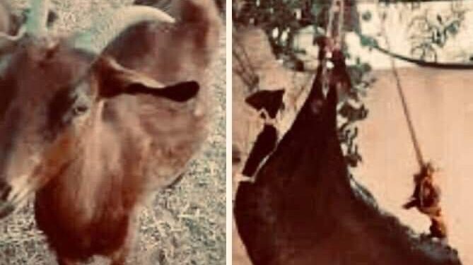 عنز عمّتي روحيّة…