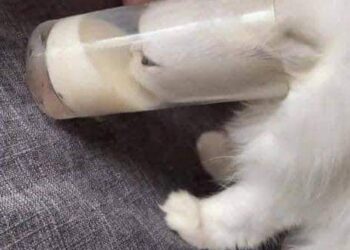 طهارة القطط …