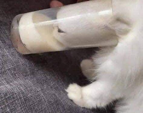 طهارة القطط …