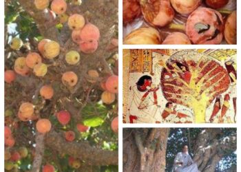 الجميز… حاجة ببلاش كدة !!