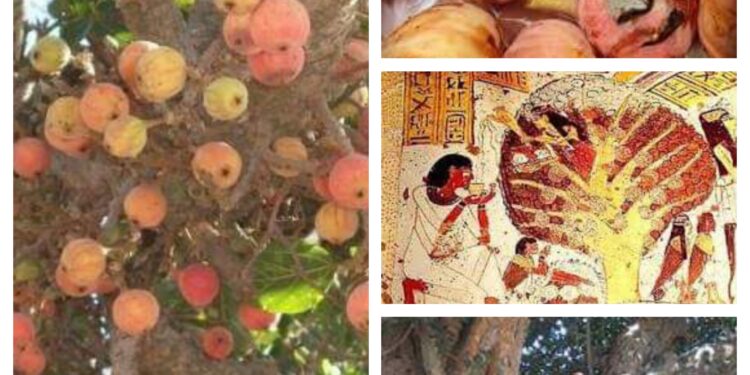 الجميز… حاجة ببلاش كدة !!