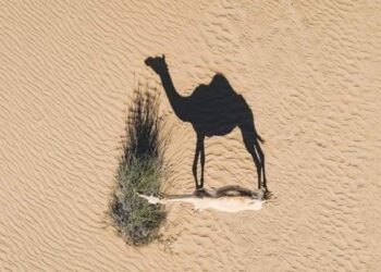 أول ناقه تدخل الجنه ..!!