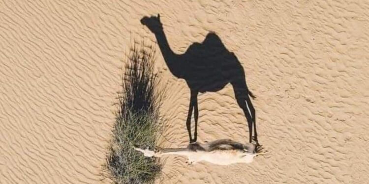 أول ناقه تدخل الجنه ..!!