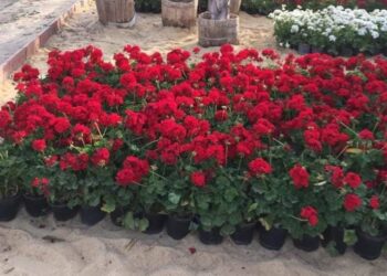 إنطلاق فعاليات المعرض الأقدم والأكبر للزهور في الشرق الأوسط