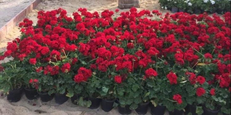 إنطلاق فعاليات المعرض الأقدم والأكبر للزهور في الشرق الأوسط