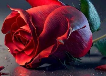 تجربة الكتابة -ملف= المرأة والكتابة ليلى الدردوري ”الجزء ٢ “