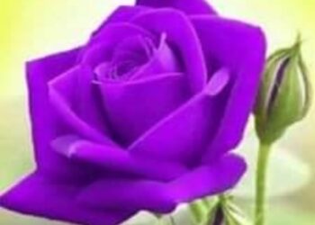 قصيدة «لحظة جنون»