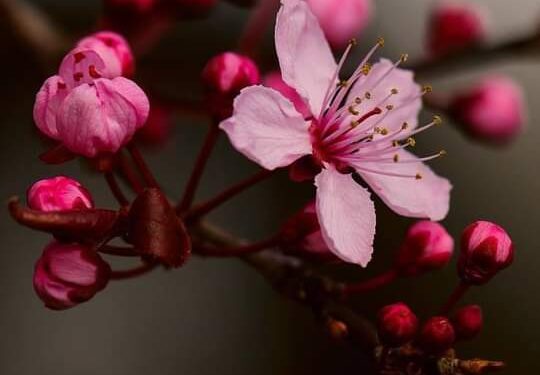 بين السَّخط والرِّضا …