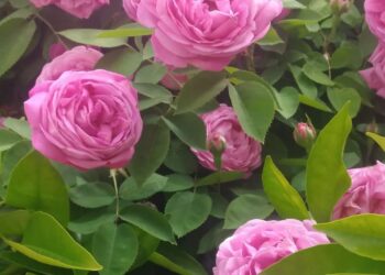 مَطَرُ الصّبَاحِ