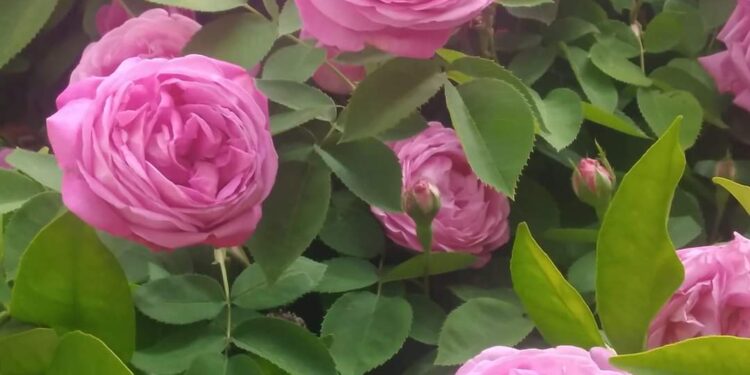 مَطَرُ الصّبَاحِ