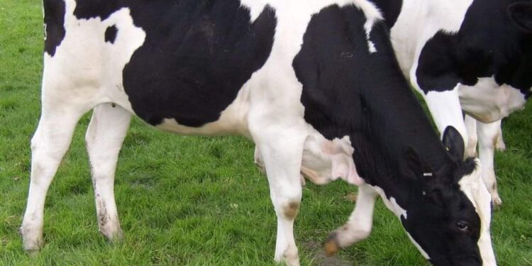 الزراعة» تقدم 13 نصيحة لشراء أضحية سليمة للعيد..