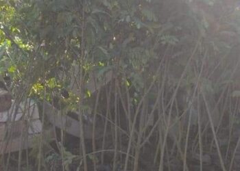 الإنتهاء من المرحلة الأولى لمبادرة الرئيس السيسي زراعة 100 مليون شجرة