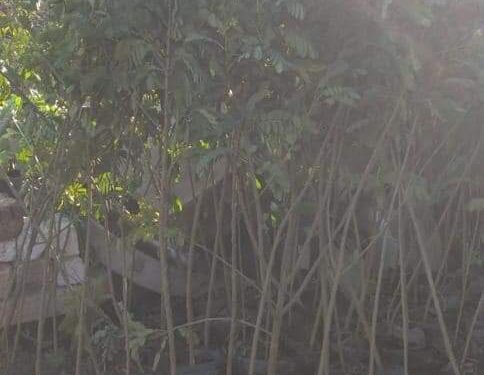 الإنتهاء من المرحلة الأولى لمبادرة الرئيس السيسي زراعة 100 مليون شجرة