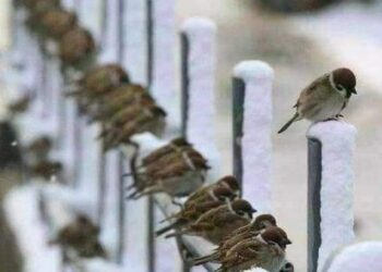 الذات بين  الاجتماعية المفرطة  والعزلة المقفرة