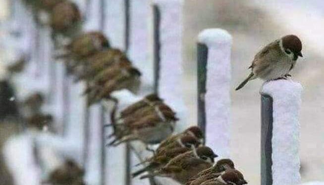 الذات بين الاجتماعية المفرطة والعزلة المقفرة