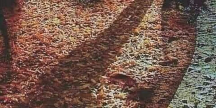 كهف الغياب …