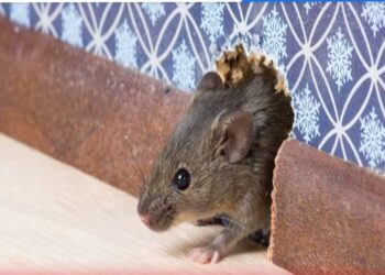 بعد انتشارها بكثافة..ما الذى تقوله «الفئران» عن لندن