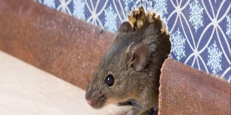 بعد انتشارها بكثافة..ما الذى تقوله «الفئران» عن لندن