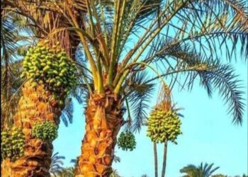 وطني الجنوب …