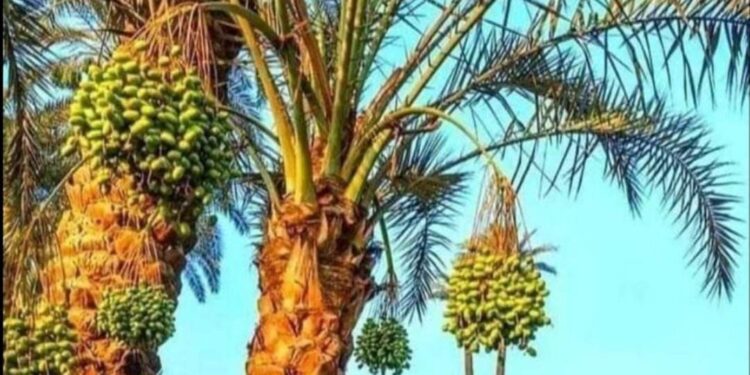 وطني الجنوب …