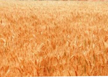 ارتفاع توريد القمح المحلى لـ2.9 مليون طن حتى الآن