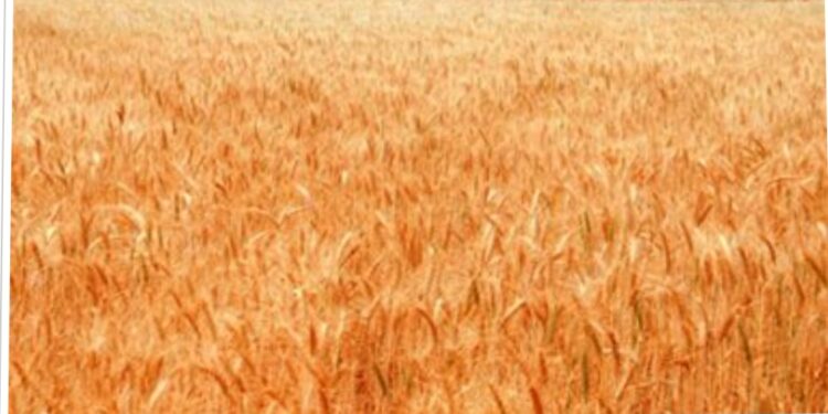 ارتفاع توريد القمح المحلى لـ2.9 مليون طن حتى الآن