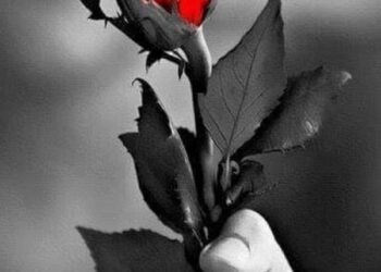 زهرة تشرين …